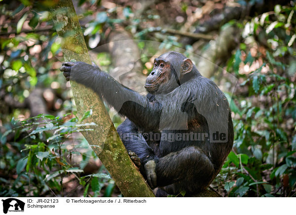 Schimpanse / common chimpanzee / JR-02123
