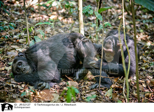 Schimpansen / common chimpanzees / JR-02127