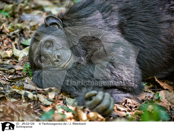 Schimpanse / common chimpanzee / JR-02128