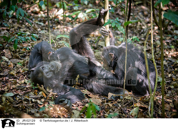 Schimpansen / common chimpanzees / JR-02129
