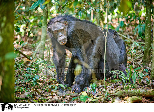 Schimpansen / common chimpanzees / JR-02134