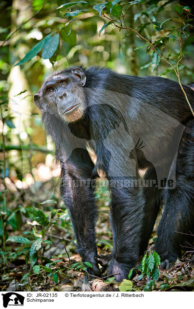 Schimpanse / JR-02135