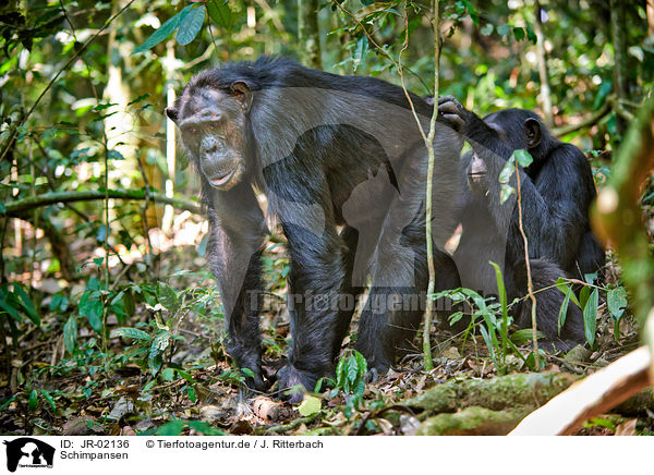 Schimpansen / common chimpanzees / JR-02136