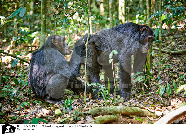 Schimpansen / common chimpanzees / JR-02137