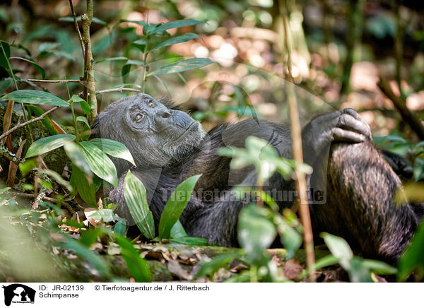 Schimpanse / common chimpanzee / JR-02139