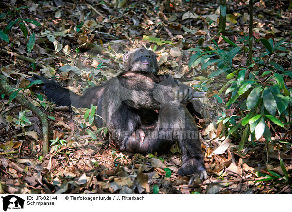 Schimpanse / JR-02144