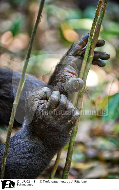 Schimpanse / common chimpanzee / JR-02148