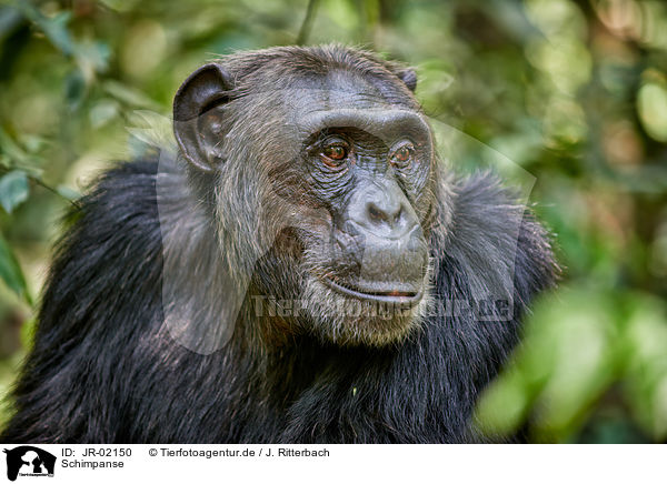 Schimpanse / common chimpanzee / JR-02150