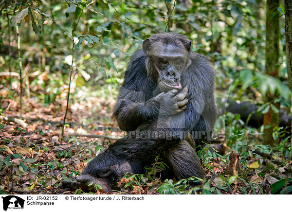 Schimpanse / common chimpanzee / JR-02152
