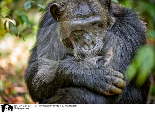 Schimpanse / common chimpanzee / JR-02153