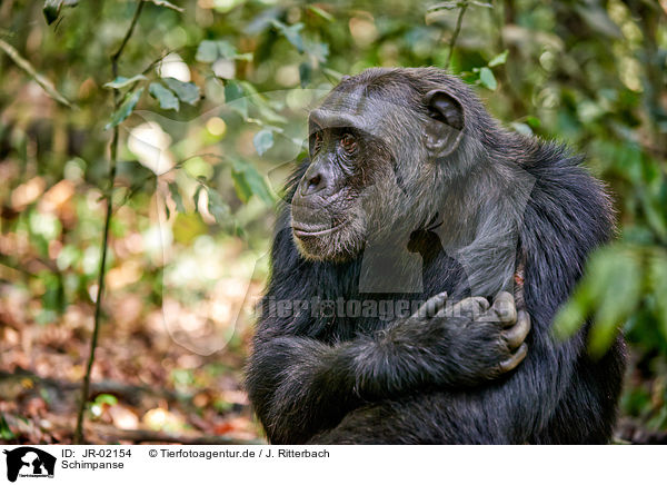 Schimpanse / JR-02154