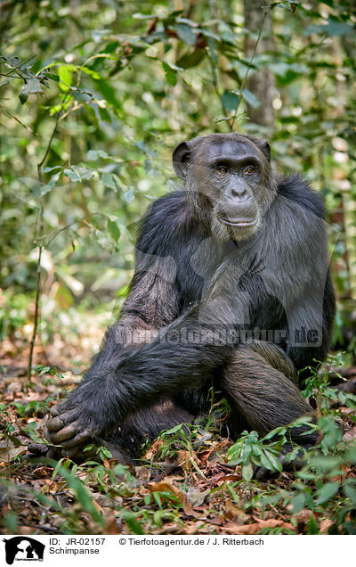 Schimpanse / common chimpanzee / JR-02157