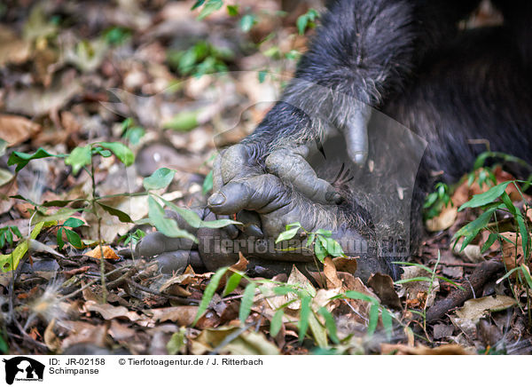 Schimpanse / common chimpanzee / JR-02158