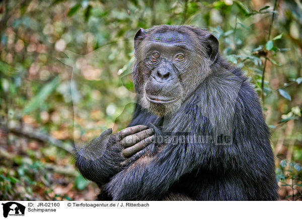 Schimpanse / JR-02160