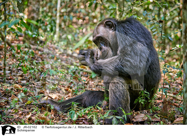 Schimpanse / common chimpanzee / JR-02162