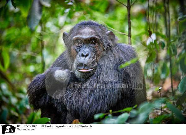 Schimpanse / common chimpanzee / JR-02167
