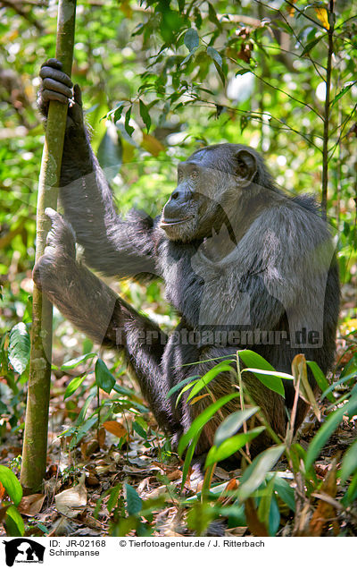 Schimpanse / common chimpanzee / JR-02168