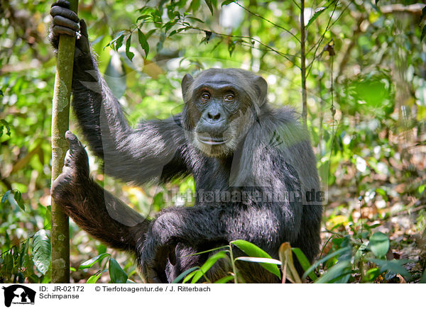 Schimpanse / common chimpanzee / JR-02172
