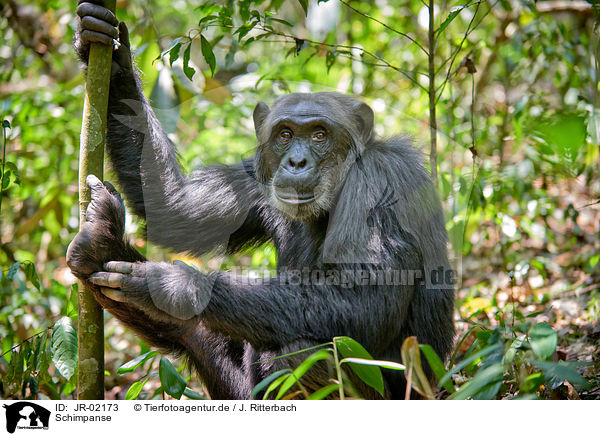 Schimpanse / common chimpanzee / JR-02173
