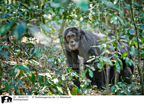 Schimpansen / common chimpanzees / JR-02174