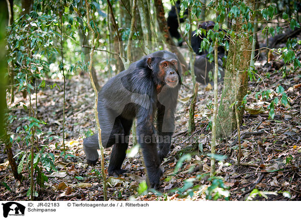 Schimpanse / JR-02183
