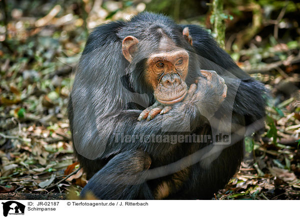 Schimpanse / JR-02187