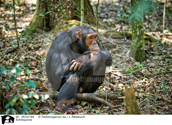 Schimpanse / common chimpanzee / JR-02189