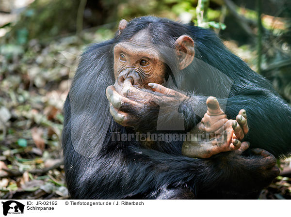 Schimpanse / JR-02192