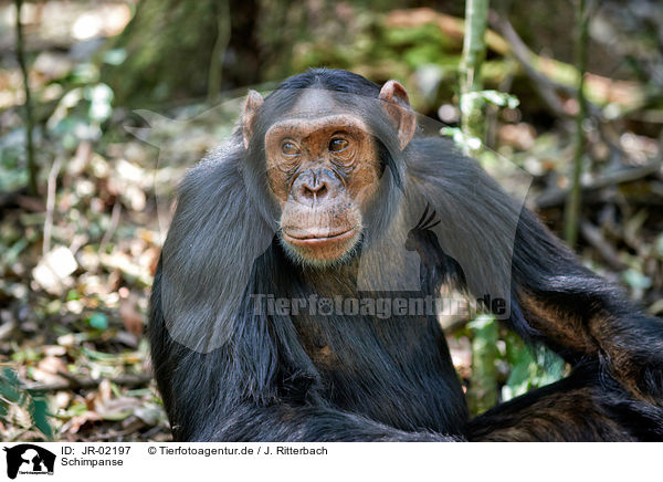 Schimpanse / common chimpanzee / JR-02197