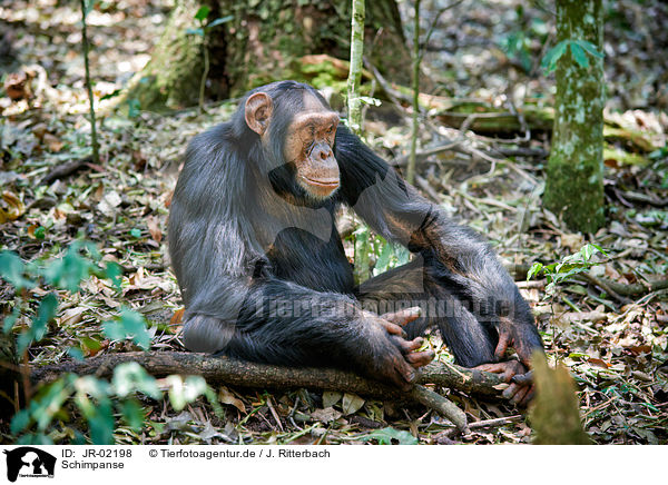 Schimpanse / JR-02198