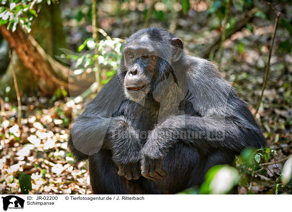 Schimpanse / JR-02200