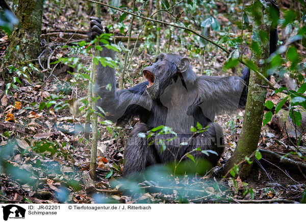 Schimpanse / common chimpanzee / JR-02201