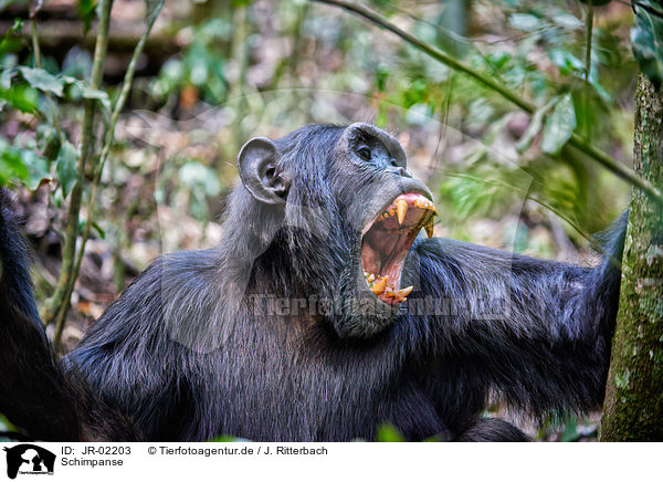 Schimpanse / common chimpanzee / JR-02203