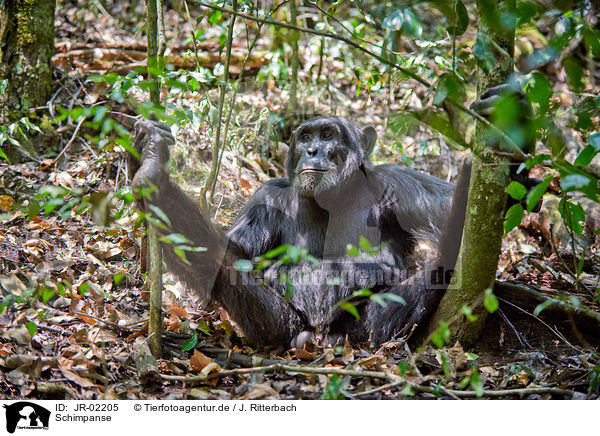Schimpanse / common chimpanzee / JR-02205