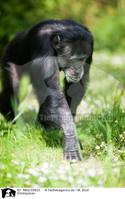 Schimpanse / common chimpanzee / MAZ-05623
