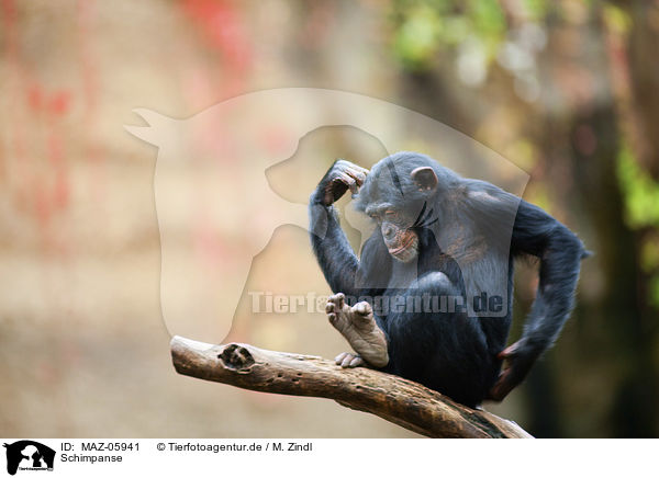 Schimpanse / MAZ-05941
