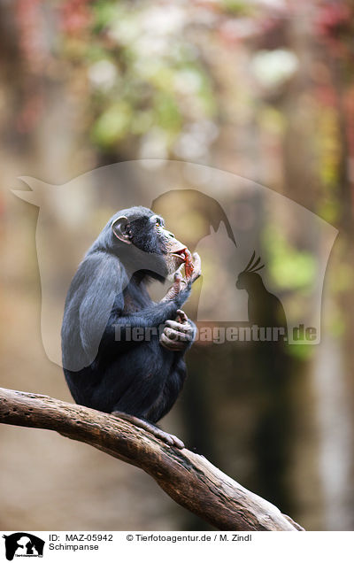 Schimpanse / chimp / MAZ-05942