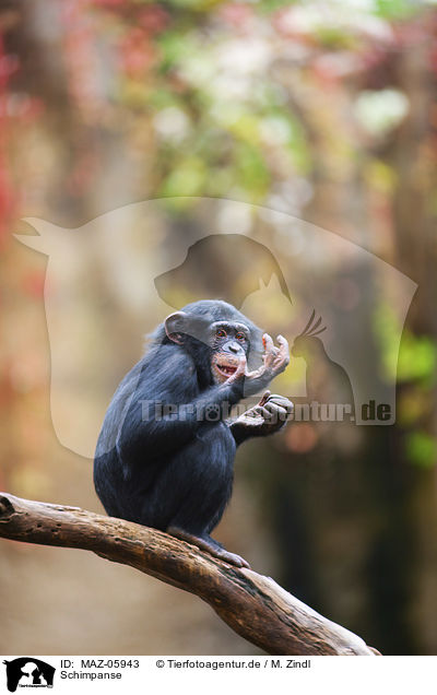Schimpanse / chimp / MAZ-05943