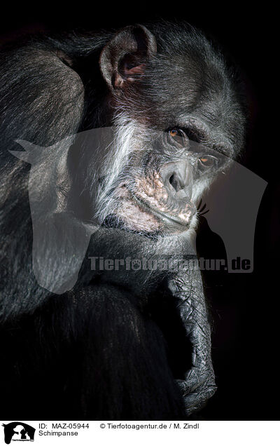 Schimpanse / chimp / MAZ-05944