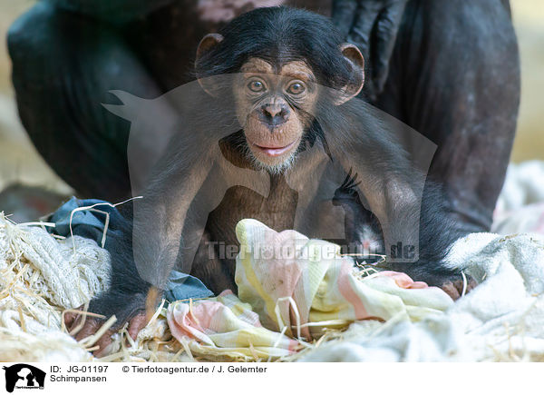 Schimpansen / common chimpanzees / JG-01197