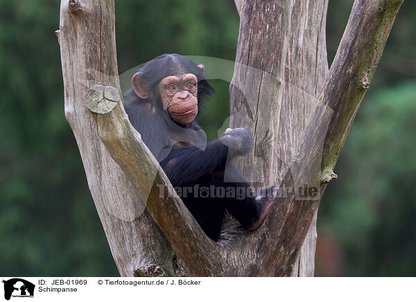 Schimpanse / common chimpanzee / JEB-01969