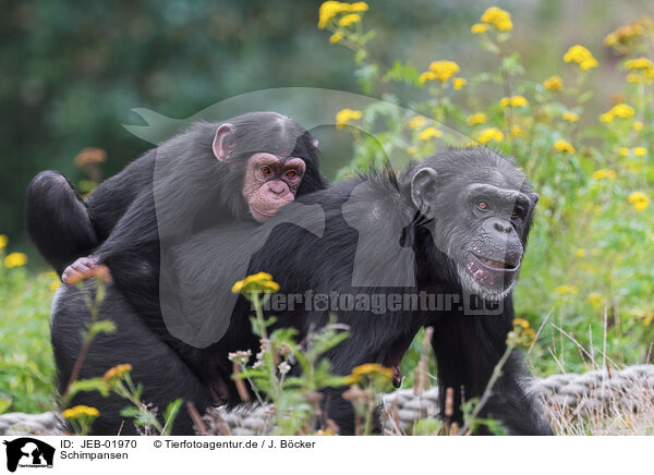 Schimpansen / common chimpanzees / JEB-01970