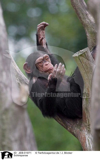 Schimpanse / common chimpanzee / JEB-01971