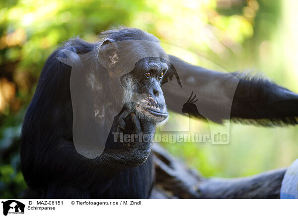 Schimpanse / MAZ-06151