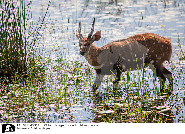 laufende Schirrantilope / walking Bushbuck / MBS-19310