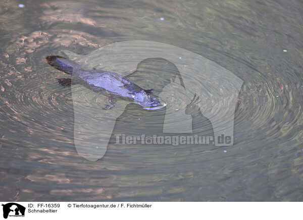 Schnabeltier / duckbill / FF-16359