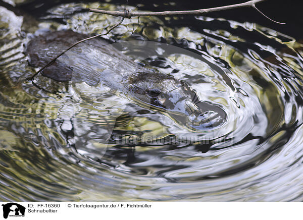 Schnabeltier / duckbill / FF-16360