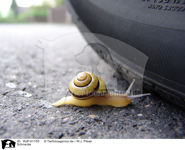 Schnecke / snail / WJP-01155