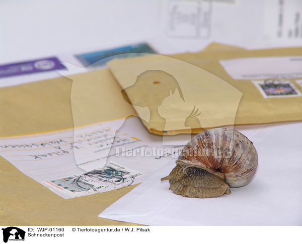 Schneckenpost / snail mail / WJP-01160