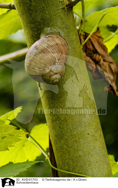 Schneckenhaus / snail shell / AVD-01703